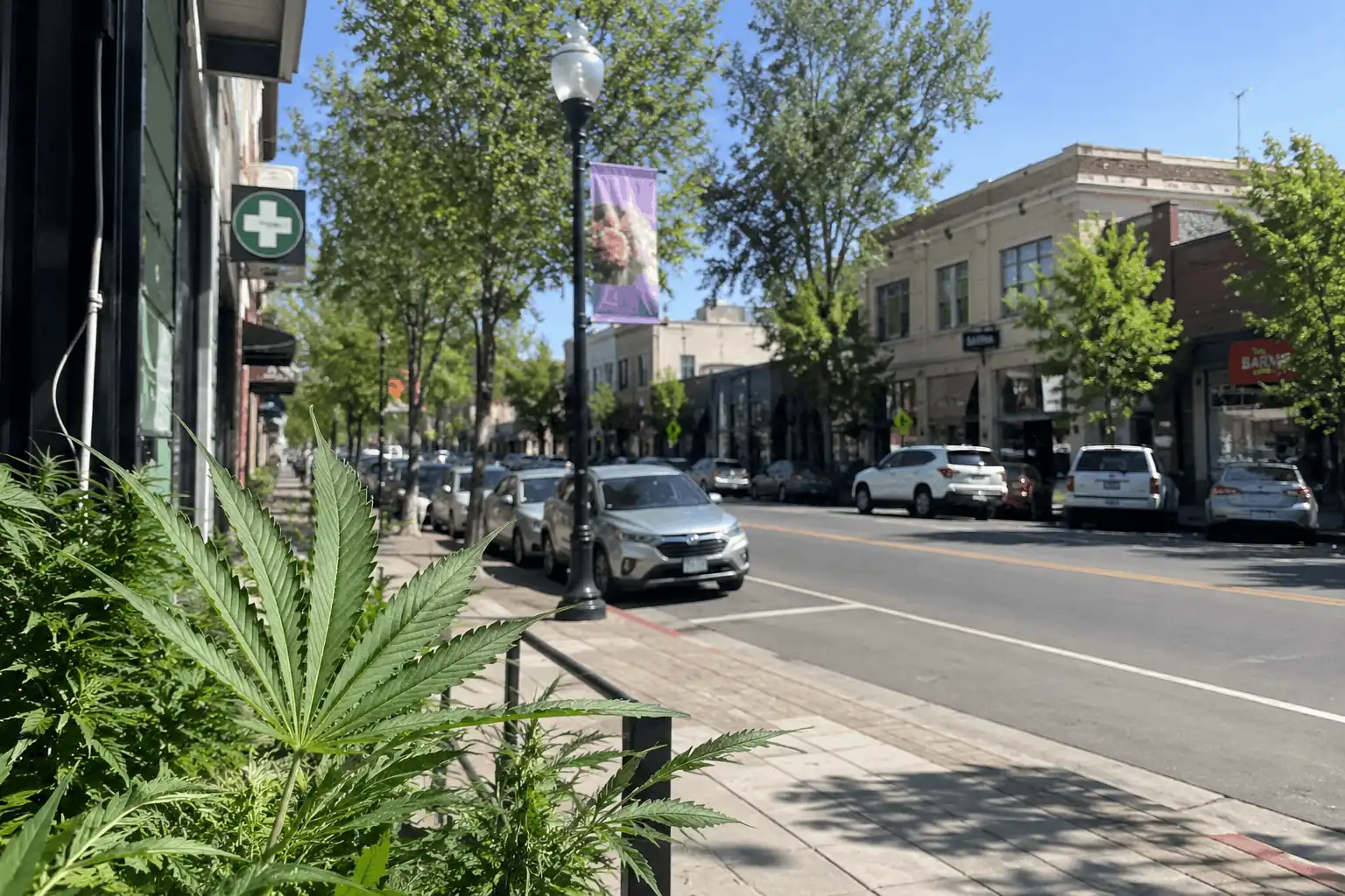 santa rosa dispensary